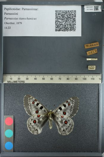 Media type: image;   Entomology 174850